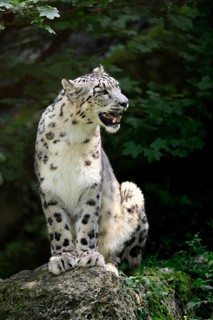 Snow leopard (Uncia uncia), adult, alert, sitting on rocks, endangered species, captive