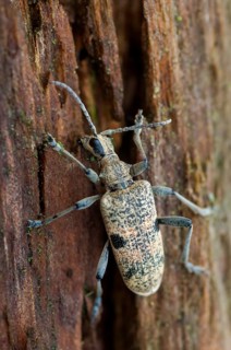 Snappy pintreck, blackspotted pliers support beetle, hardwood pincheon, rhagium mordax,