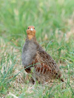 A partridge (Perdix perdix) looking alertly across a meadow, Solms, Hesse, Germany