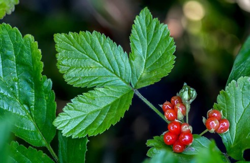 Rosaceae, rose family, rubus saxatilis, stone blackberry, flora, plants, plants, stone bramble