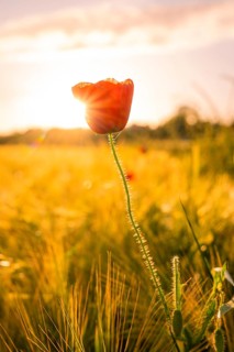 A single poppy in the warm light of a sunset in a field, Gechingen, Hecken and Gäu region, Landreis