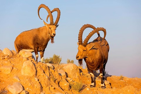 Nubian ibex, Nubian ibex, (Capra nubiana), animals, mammals, ibex, Ben Gurion's Tomb, Midreshet