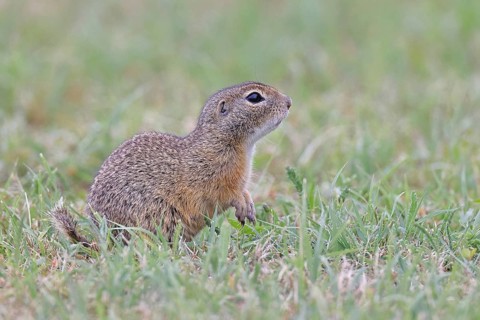 European ground squirrel (Spermophilus citellus) in a meadow, Burgenland Austria
