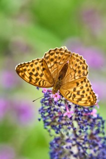 Silver-washed Fritillary (Argynnis paphia) butterfly Feeding on Purple Buddleia Flower with Soft