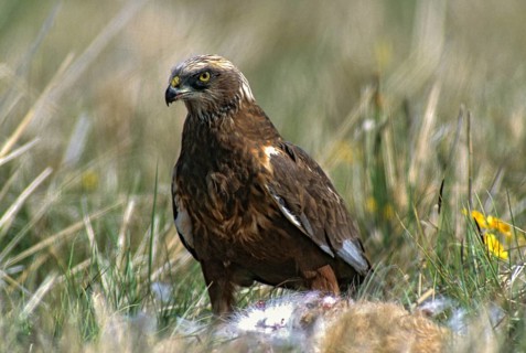 Accipitriformes, Circus Aeruginosus, Marsh Harrier, Harrier, Prey, Birds, Female, Birds of Prey,