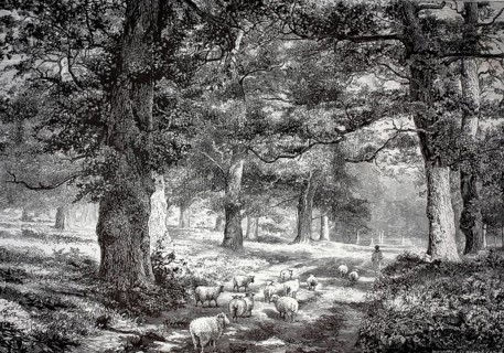 Distinctive trees, natural landmark, Sherwood Forest, landscape park surrounding Edwinstowe in