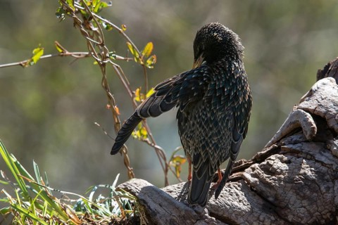 Starling, Sturnus vulgaris, birds, plumage care, passeri, preening, songbirds, birds