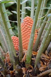 Bread palm fern (Encephalartos altensteinii), cone, native to South Africa