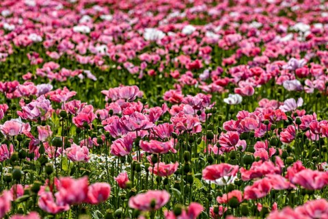 Close view of a poppy field in bright pink, showing the details of the petals in their natural