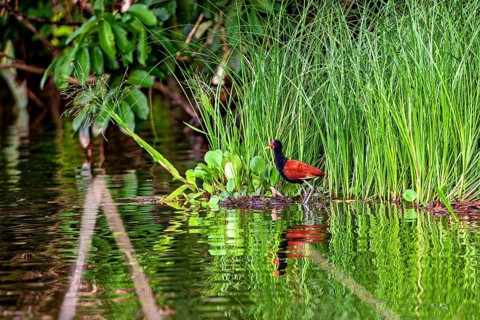 A red bird stands at the edge of a pond, surrounded by dense reeds and lush greenery: a red-fronted