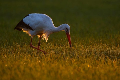 White Stork (Ciconia ciconia) foraging, North Rhine-Westphalia, Germany