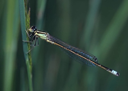 Ischnura Pumilio, Little Dragonfly, Scarce Blue-Tailed Damselfly, Damselflies, Dragonflies,