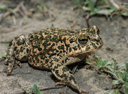 Bufo viridis, Bufotes viridis, green toad, toad, amphibians, amphibians, toads, amphibians,
