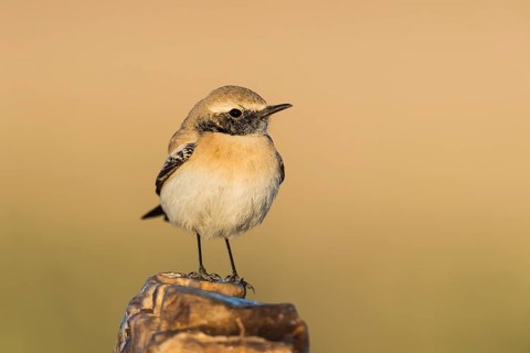 Desert Wheatear (Oenanthe deserti homochroa) Eilat, Israel