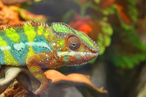Panther chameleon (Furcifer pardalis), native to Madagascar, captive, animal portrait, Hesse,