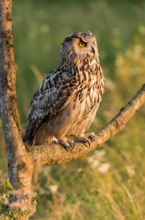 Eurasian Eagle-Owl (Bubo bubo) captive, Schwyz, Switzerland
