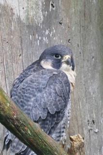 Peregrine falcon (Falco peregrinus), sitting on a branch, captive, Bavaria, Germany
