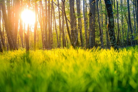 Sunlight floods through the trees and onto the green meadow in the forest, Gechingen, Heckengäu