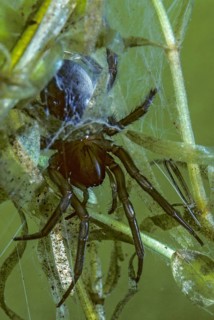 Argyroneta Aquatica, Diving Bell Spider, Arachnids, Water Spiders, Aquatic, High Size, Portrait,