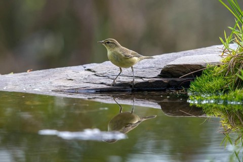 Willow Warbler leaf warbler, phylloscopus trochilus, willow warbler, bath, bird bath, birds,