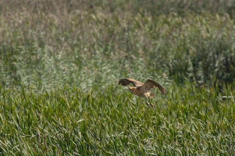 Great or Eurasian bittern (Botaurus stellaris) adult bird in flight over a reedbed, RSPB Minsmere