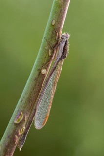 Common winter dragonfly, Granelli, Italy, Pantani Cuba and Longarini, Sympecma Fusca, winter