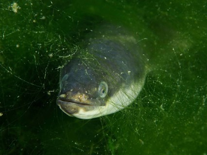 A European eel (Anguilla anguilla) hiding amidst green algae, dive site Klosterinsel, Rheinau,
