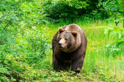 Eurasian brown bear (Ursus arctos arctos) standing between bushes, Bavarian Forest, Bavaria,