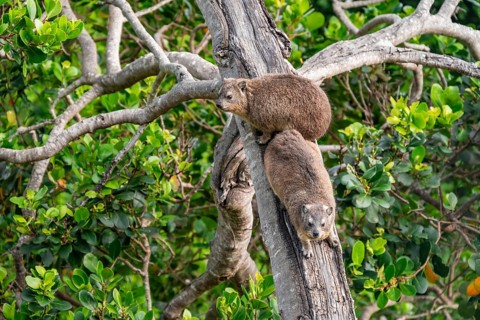 Steppe forest tree hog or southern tree hog (Dendrohyrax arboreus) climbing a tree, South Africa