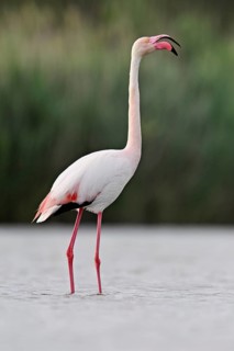 A greater flamingo (Phoenicopterus roseus), standing in the water and calling, Camargue Regional