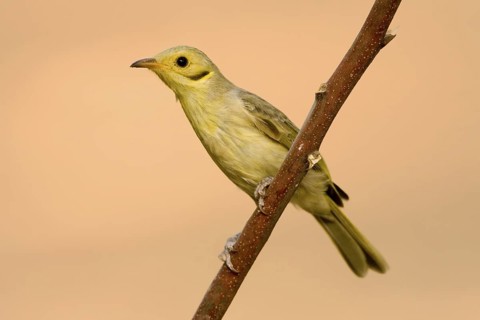 Yellow-tinted Honeyeater (Ptilotula flavescens), Western Australia, Australia