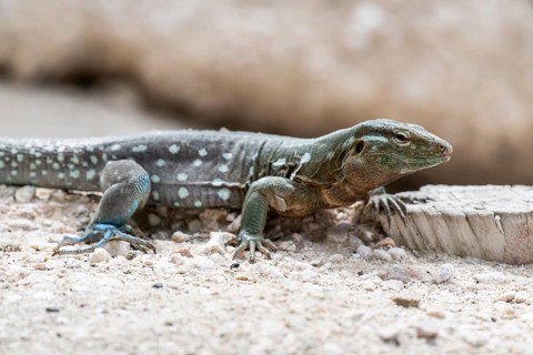 Racer lizard (Cnemidophorus murinus), Curacao