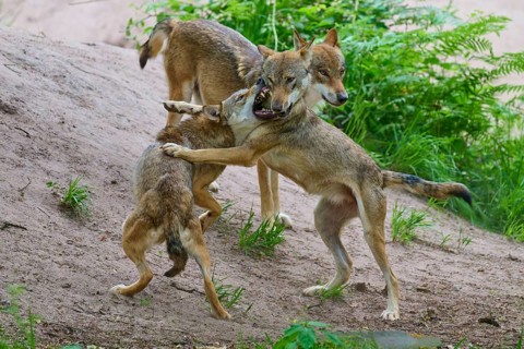 Wolves in a fierce battle on a hill in the forest, summer, wolf (Canis lupus), Germany