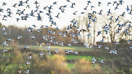 Pied Avocet, Recurvirostra avosetta, birds in flight over winter marshes