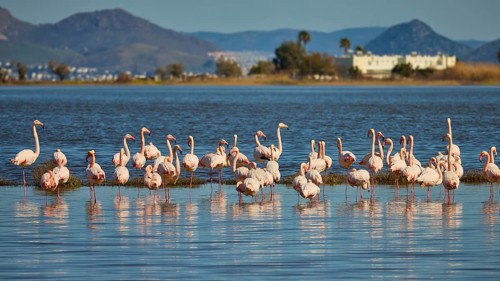 Group of flamingos in water with mountains in background during daylight, flamingos, tigaki,
