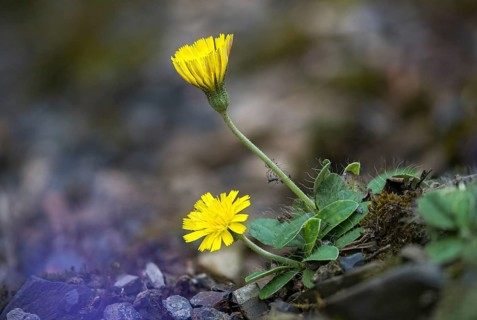 Asteraceae, hawkweed, hieracium pilosella, small hawkweed, daisy, long-haired hawkweed, mouse-ear
