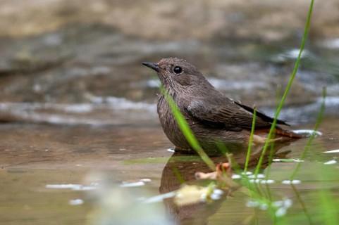 Red Redtail, Phoenicurus Phoenicurus, Redstart, Bath, Bird Bath, Birds, Female, Garden, Garden