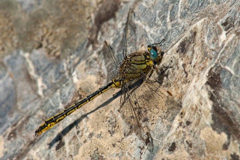 Gomphus pulchellus, western wedge maids, damselflies, dragonflies, Extremadura, insects,