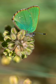 Blackberry tip, Callophrys Rubi, Gren Hairstreak, green pointed butterfly, high size, portrait
