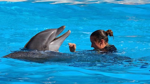 A woman plays with a dolphin in the water and smiles, dolphin, dolphin (Delphinidae), dolphin show,