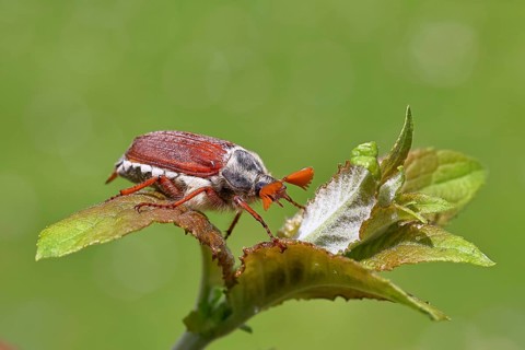 Cockchafer, forest cockchafer (Melolontha hippocastani), male, on a leaf, close-up, Wilnsdorf,