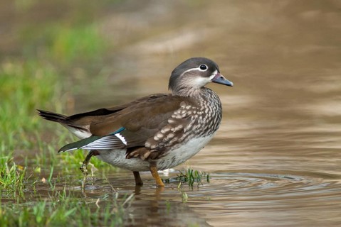 Aix galericulata, mandarin, mandarin duck, anatidae, birds, ducks, ducks, duck birds, female, leo,