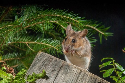 Apodemus flavicollis, yellow-necked mouse, rodents, rodentia, yellow-necked mouse, mammals, mouse,
