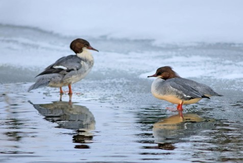 Goosander, goose säger, mergus merganser, anatidae, birds, duckbirds, female, sawyer, birds,