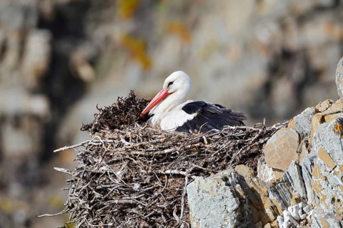 White stork (Ciconia ciconia) sitting brooding on a nest on the rocky coast, Parque Natural do