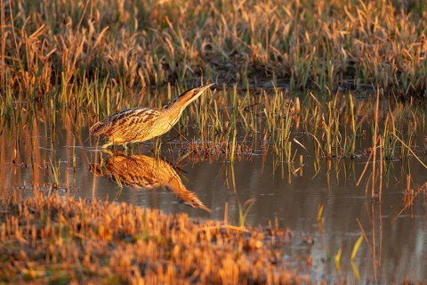 Great or Eurasian bittern (Botaurus stellaris) adult bird in a shallow water lagoon in a reedbed,