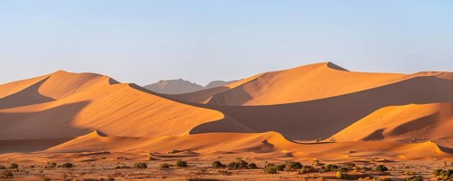 Panorama, barren vegetation between red-yellow Namib sand dunes, Namib Desert, Namib-Naukluft