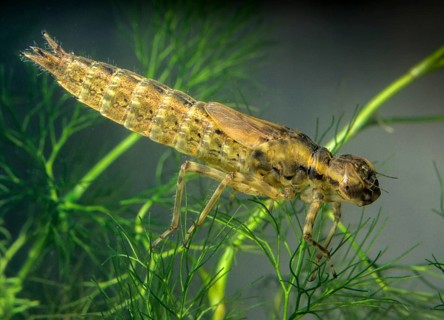 Aeshna spec., mosaic maiden, anisoptera, aquatic, damselflies, dragonflies, insects, larva, leo,