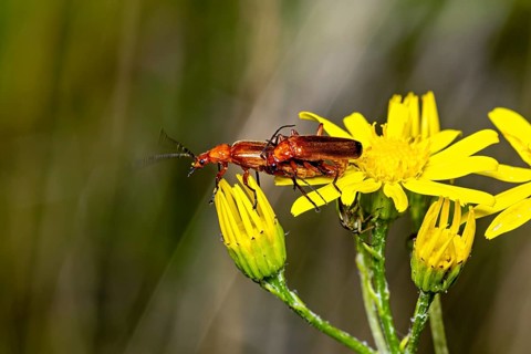 A close-up of two beetles on a yellow flower, with vibrant colours and a natural setting, these are
