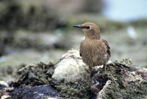 Starling, Sturnus vulgaris, birds, adolescent, juvenile, passeri, songbirds, songbirds, birds